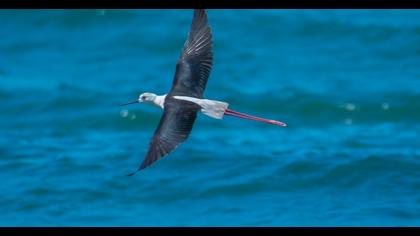 Black-winged Stilt