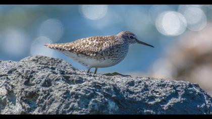 Wood Sandpiper