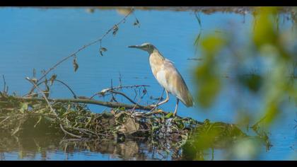 Squacco Heron
