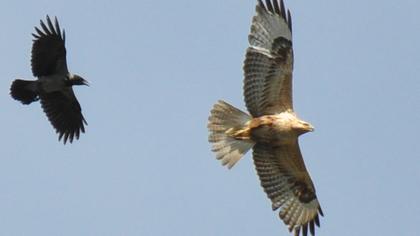 Long-legged Buzzard