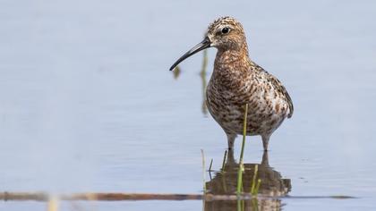 Curlew Sandpiper