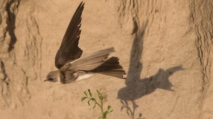 Sand Martin