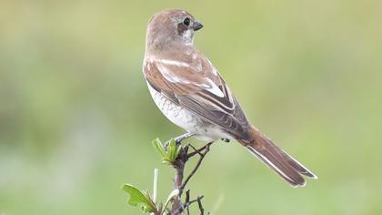 Red-backed Shrike