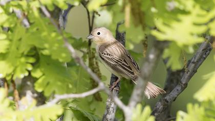 Black-headed Bunting