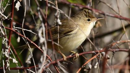 Marsh Warbler