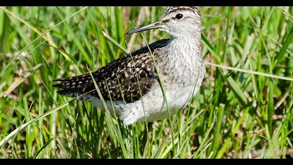 Wood Sandpiper