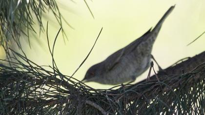 Barred Warbler