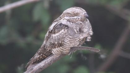 European Nightjar