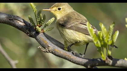 Icterine Warbler