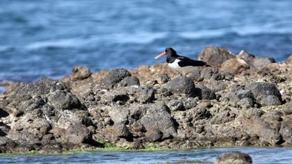 Eurasian Oystercatcher