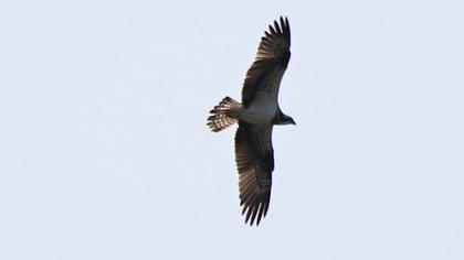 Western Osprey