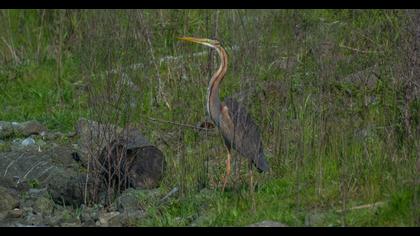 Purple Heron