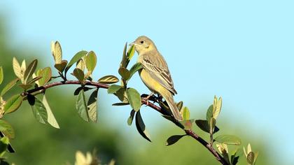 Black-headed Bunting