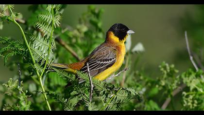 Black-headed Bunting