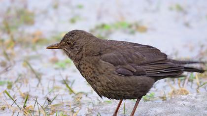 Common Blackbird