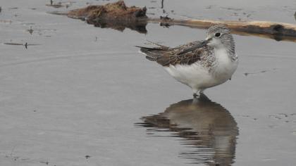 Common Greenshank
