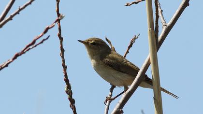 Common Chiffchaff