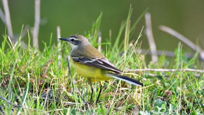 Western Yellow Wagtail