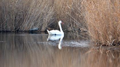 Mute Swan
