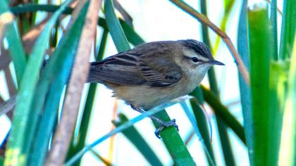 Sedge Warbler