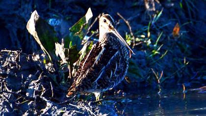 Common Snipe