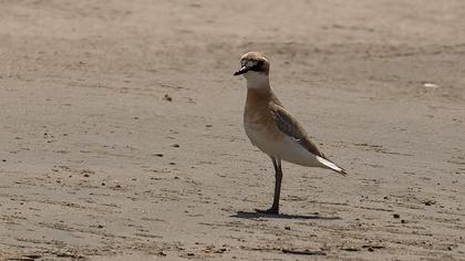 Greater Sand Plover