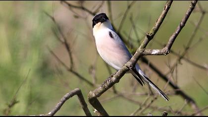 Lesser Grey Shrike