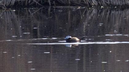 White-headed Duck