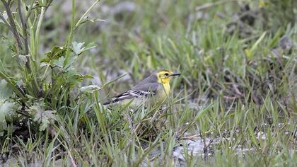 Citrine Wagtail