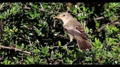 Olive-tree Warbler