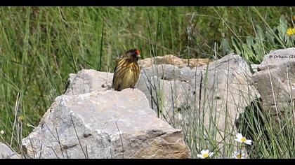 Red-fronted Serin
