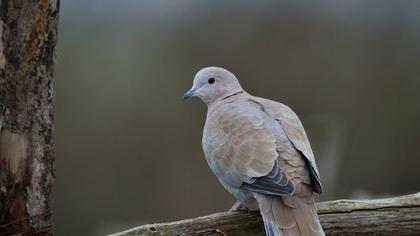 Eurasian Collared Dove