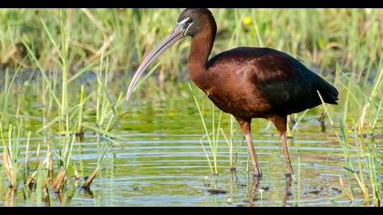 Glossy Ibis