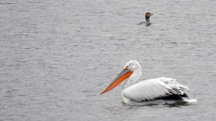 Dalmatian Pelican