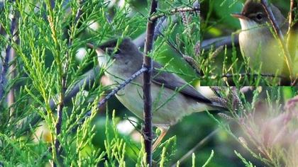 Çalı kamışçını