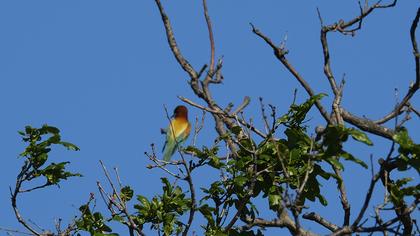 European Bee-eater
