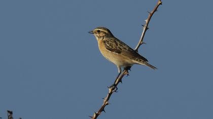 Whinchat