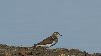 Common Sandpiper