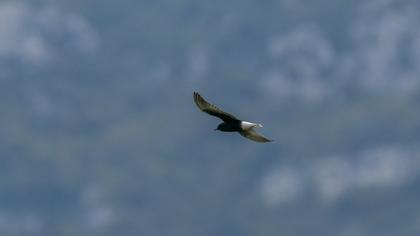 White-winged Tern