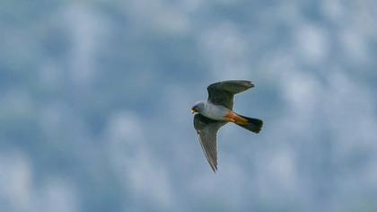 Red-footed Falcon