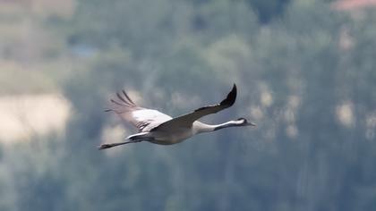 Common Crane