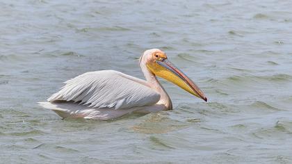Great White Pelican