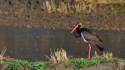 Black Stork