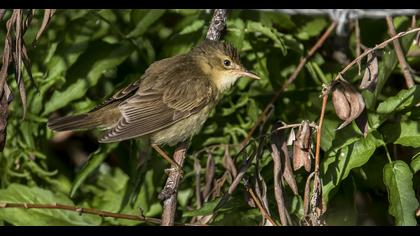 Marsh Warbler