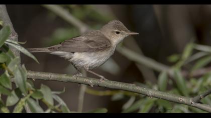 Eastern Olivaceous Warbler