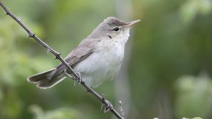 Eastern Olivaceous Warbler