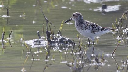 Broad-billed Sandpiper