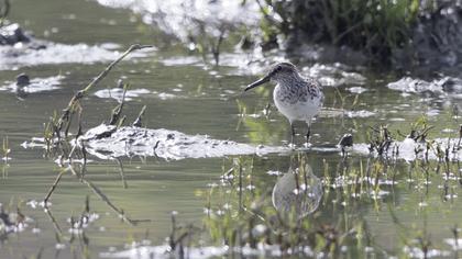Broad-billed Sandpiper