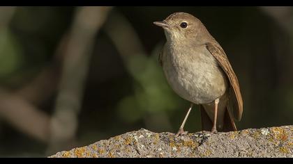 Common Nightingale