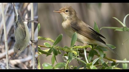 Marsh Warbler